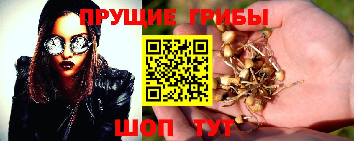 Псилоцибиновые грибы Cubensis Грозный